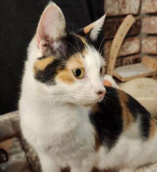 Domestic Short Hair Cats Available for Adoption in Salinas, California - Darcy | PetCurious