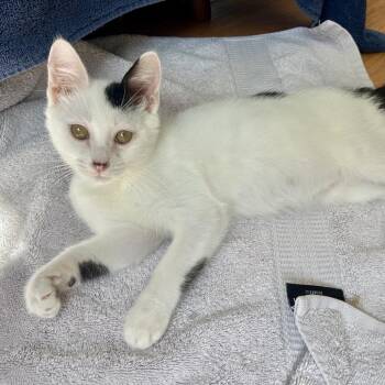 Arnold & Rocko -  Domestic Short Hair Cat for Adoption in Philadelphia, Pennsylvania - Arnold & Rocko | PetCurious