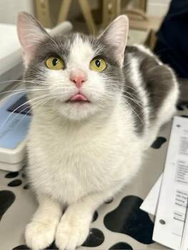 Domestic Short Hair Cats Available for Adoption - NANDA | PetCurious