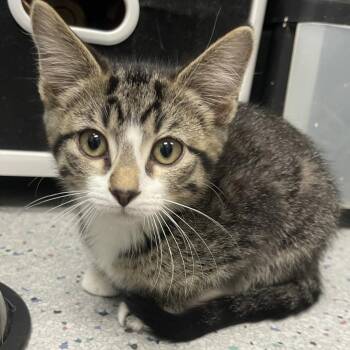 Thatcher -  Domestic Short Hair Cat for Adoption in Lenexa, Kansas - Thatcher | PetCurious