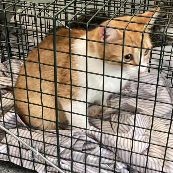 Domestic Short Hair Cats Available for Adoption in Montgomery, Alabama - Kalah | PetCurious