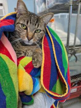 Fish - At the Shelter -  Domestic Short Hair Cat for Adoption in Rustburg, Virginia - Fish - At The Shelter | PetCurious