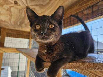 Nyx -  Domestic Short Hair Cat for Adoption in Orangeburg, South Carolina - Nyx | PetCurious