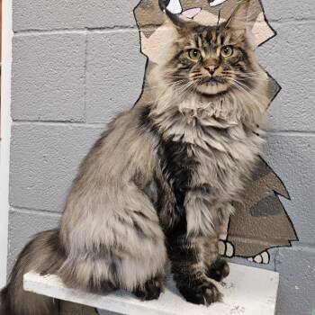 Domestic Long Hair Cats Available for Adoption in Gainesville, Texas - Honey  | PetCurious