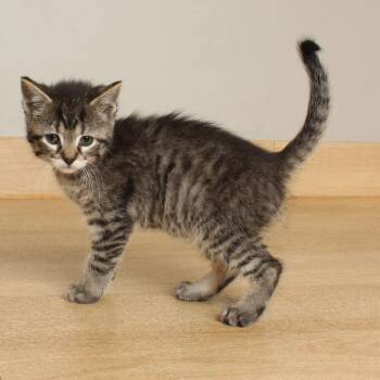 Peppermint Patty C69454 -  Domestic Short Hair Cat for Adoption in Minnetonka, Minnesota - Peppermint Patty C69454 | PetCurious
