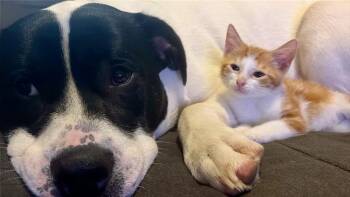 Calvin -  Domestic Short Hair Cat for Adoption in Lake Wylie, South Carolina - Calvin | PetCurious
