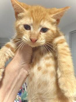 Rescue Domestic Short Hair Cats for Adoption in Roslyn Heights, New York - Baby Blue | PetCurious