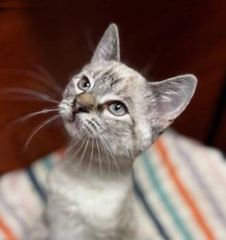 Siamese Cats Available for Adoption in Lafayette, Louisiana - Lita | PetCurious