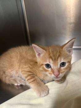 Domestic Short Hair Cats Available for Adoption in Mineral, Virginia - Zara-yellow | PetCurious