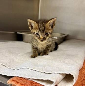 Ruff Tuff -  Domestic Short Hair Cat for Adoption in Providence Forge, Virginia - Ruff Tuff | PetCurious