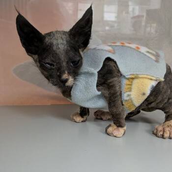 Ocean Potion -  Domestic Short Hair Cat for Adoption in Reno, Nevada - Ocean Potion | PetCurious