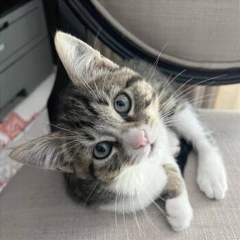 A1047179 Asteroid -  Domestic Short Hair Cat for Adoption in Pleasant Hill, California - A1047179 Asteroid | PetCurious
