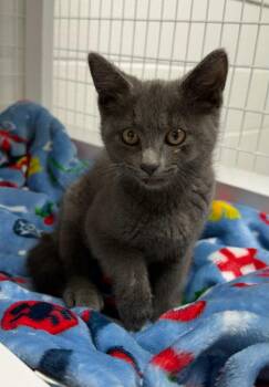 Rowan -  Domestic Short Hair Cat for Adoption in St. Helens, Oregon - Rowan | PetCurious