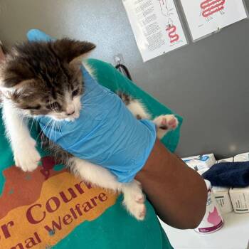 Jazz -  American Shorthair Cat for Adoption in Torrey, Utah - Jazz | PetCurious