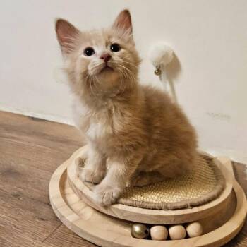 Jasper -  Domestic Medium Hair and American Bobtail Cat for Adoption in Charlottesville, Virginia - Jasper | PetCurious