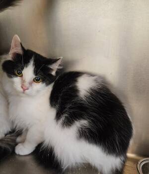 Domestic Long Hair Cats Available for Adoption - Nellie | PetCurious