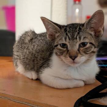 Sol -  Domestic Short Hair Cat for Adoption in West Palm Beach, Florida - Sol | PetCurious
