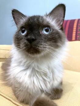 Jeez Louise -  Siamese and Domestic Short Hair Cat for Adoption - Jeez Louise | PetCurious