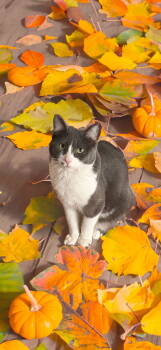 Rescue Domestic Short Hair Cats for Adoption in Chandler, Arizona - Belle | PetCurious