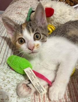 Shrimp -  Domestic Short Hair Cat for Adoption in Cincinnati, Ohio - Shrimp | PetCurious