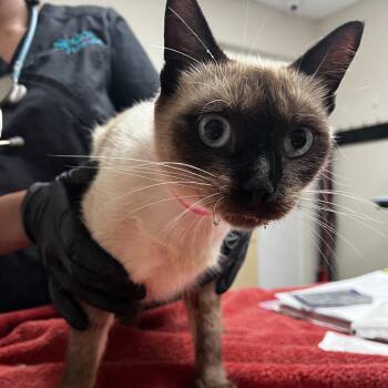 Honey -  Siamese Cat for Adoption in Lakeland, Florida - Honey | PetCurious