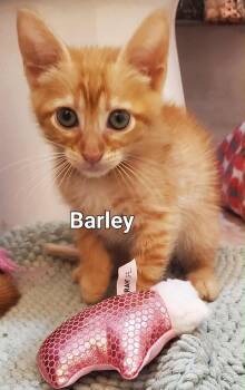 Rescue Domestic Short Hair Cats for Adoption in Gun Barrel City, Texas - Barley | PetCurious