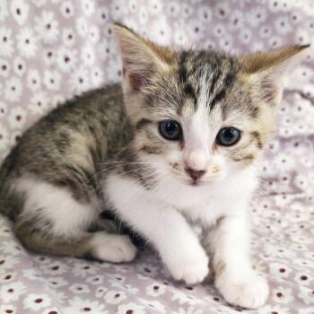 Pai Gow -  Domestic Short Hair Cat Available for Adoption in Mt. Juliet, Tennessee - Pai Gow | PetCurious