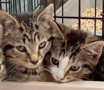 Zeno and Louie -  Domestic Short Hair Cat for Adoption in Rehoboth, Massachusetts - Zeno And Louie | PetCurious