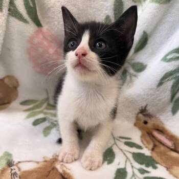 Jameson -  Domestic Short Hair Cat for Adoption in Auburn, Alabama - Jameson | PetCurious