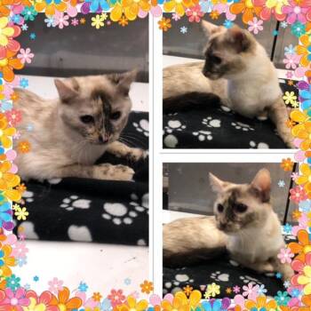 STARLIGHT -  Domestic Short Hair Cat for Adoption in Buckhannon, West Virginia - STARLIGHT | PetCurious