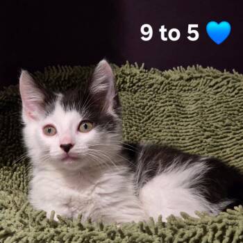 9 to 5 -  Domestic Short Hair Cat for Adoption in Fredericksburg, Virginia - 9 To 5 | PetCurious