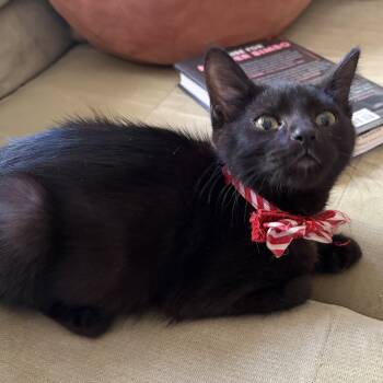 Michele -  Domestic Medium Hair Cat Available for Adoption in Springfield, Oregon - Michele | PetCurious