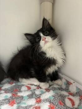 Grumpybear -  Domestic Short Hair Cat for Adoption in Salt Lake City, Utah - Grumpybear | PetCurious