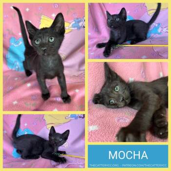 Mocha -  Domestic Short Hair Cat for Adoption in Corpus Christi, Texas - Mocha | PetCurious