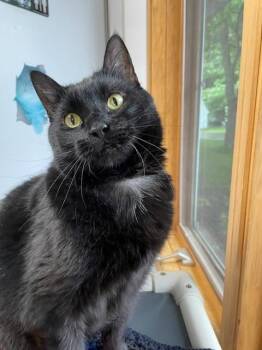 Salem -  Domestic Short Hair Cat for Adoption in Hayward, Wisconsin - Salem | PetCurious