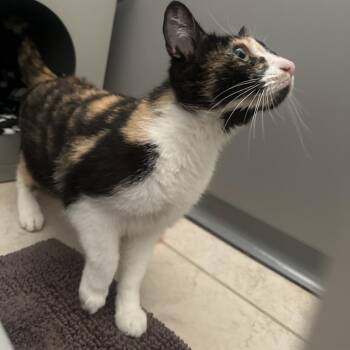 Domestic Short Hair Cats Available for Adoption in Ojai, California - Boots | PetCurious