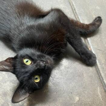 Rescue Domestic Short Hair Cats for Adoption in Los Angeles, California - Charli | PetCurious