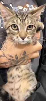 Domestic Short Hair Cats Available for Adoption in Doral, Florida - XOXI | PetCurious
