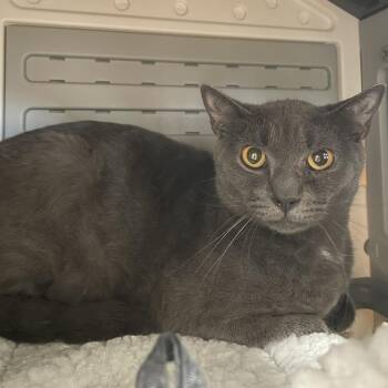 Greyson Tux -  Domestic Short Hair Cat for Adoption in New York, New York - Greyson Tux | PetCurious