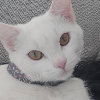 Snowie -  Domestic Short Hair Cat for Adoption in Riverside, California - Snowie | PetCurious