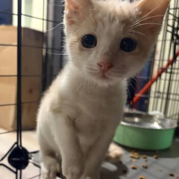 Captain sparrow -  Tabby and Snowshoe Cat for Adoption in Newark Valley, New York - Captain Sparrow | PetCurious