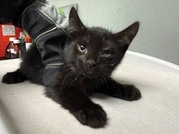 HIBISCUS -  Domestic Short Hair Cat for Adoption in Antioch, California - HIBISCUS | PetCurious