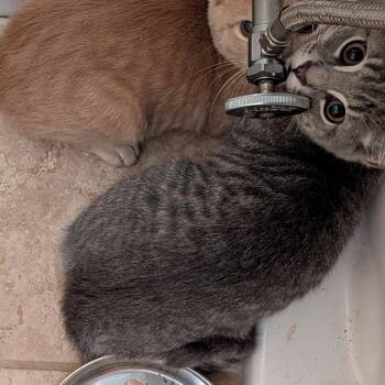Snicket -  Domestic Short Hair Cat for Adoption in Wakefield, Massachusetts - Snicket | PetCurious