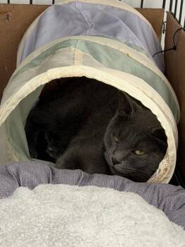 Coco -  Domestic Short Hair Cat for Adoption in Glenfield, New York - Coco | PetCurious