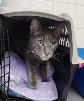 Buddy -  Domestic Short Hair Cat for Adoption in Santa Rosa, California - Buddy | PetCurious