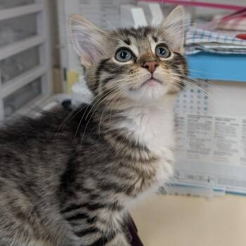 Juliet -  Domestic Medium Hair Cat for Adoption in Ardmore, Oklahoma - Juliet | PetCurious