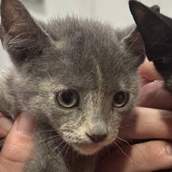 Zoey -  Domestic Short Hair Cat Available for Adoption in Midland, Texas - Zoey | PetCurious