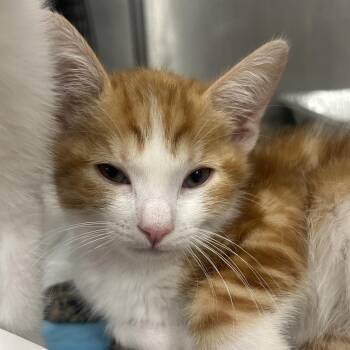Pumpkin Pie -  Domestic Short Hair Cat for Adoption in Salt Lake City, Utah - Pumpkin Pie | PetCurious