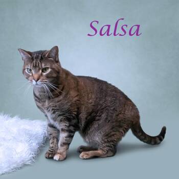 Domestic Short Hair and Mixed Breed Cats Available for Adoption in Lebanon, Tennessee - Salsa C23-354 | PetCurious
