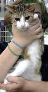 Domestic Short Hair Cats Available for Adoption in Pasadena, Texas - A185258 | PetCurious
